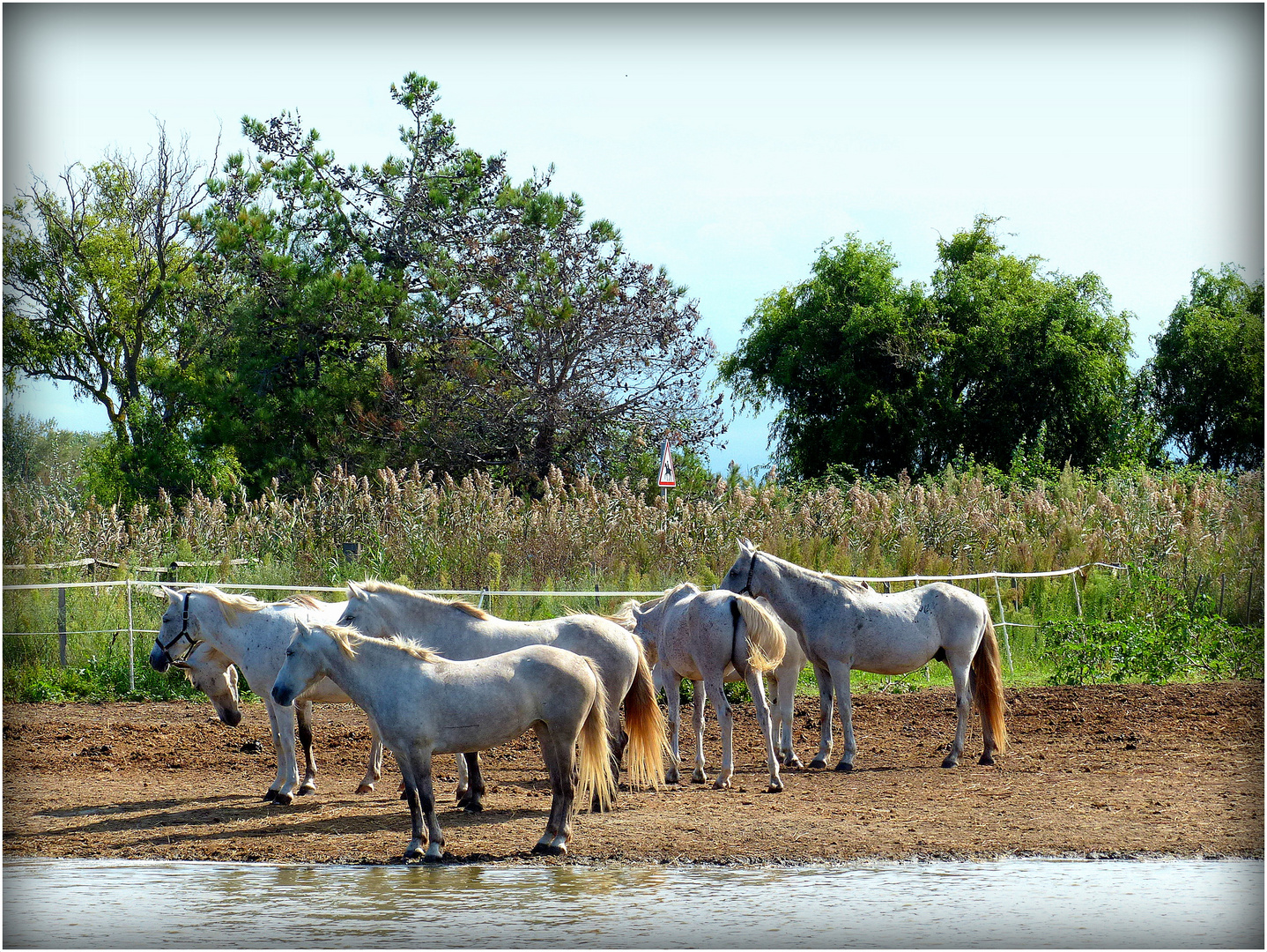 LES -Ste MARIE- DE - LA - MER - 14-