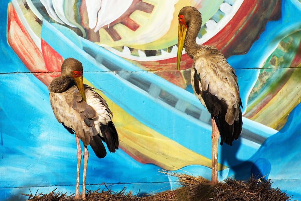 Les tantales ibis de PPJ 