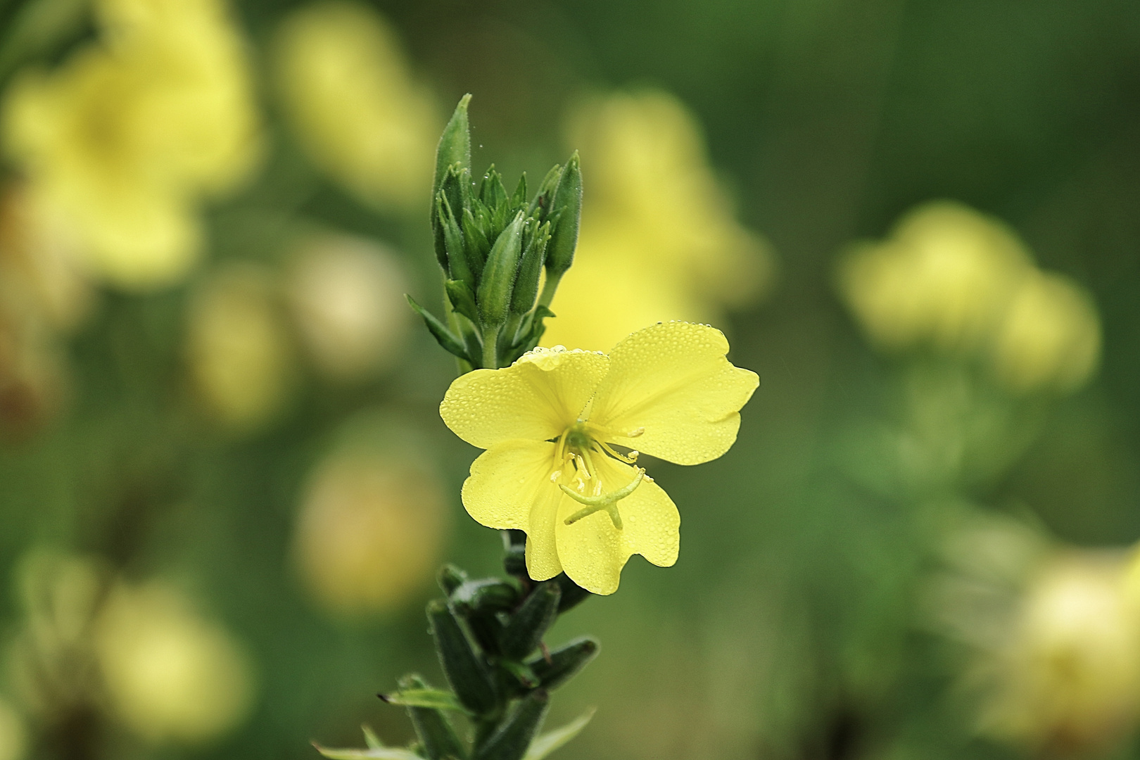 les tâches jaunes ! photo et image animations photographiques, un