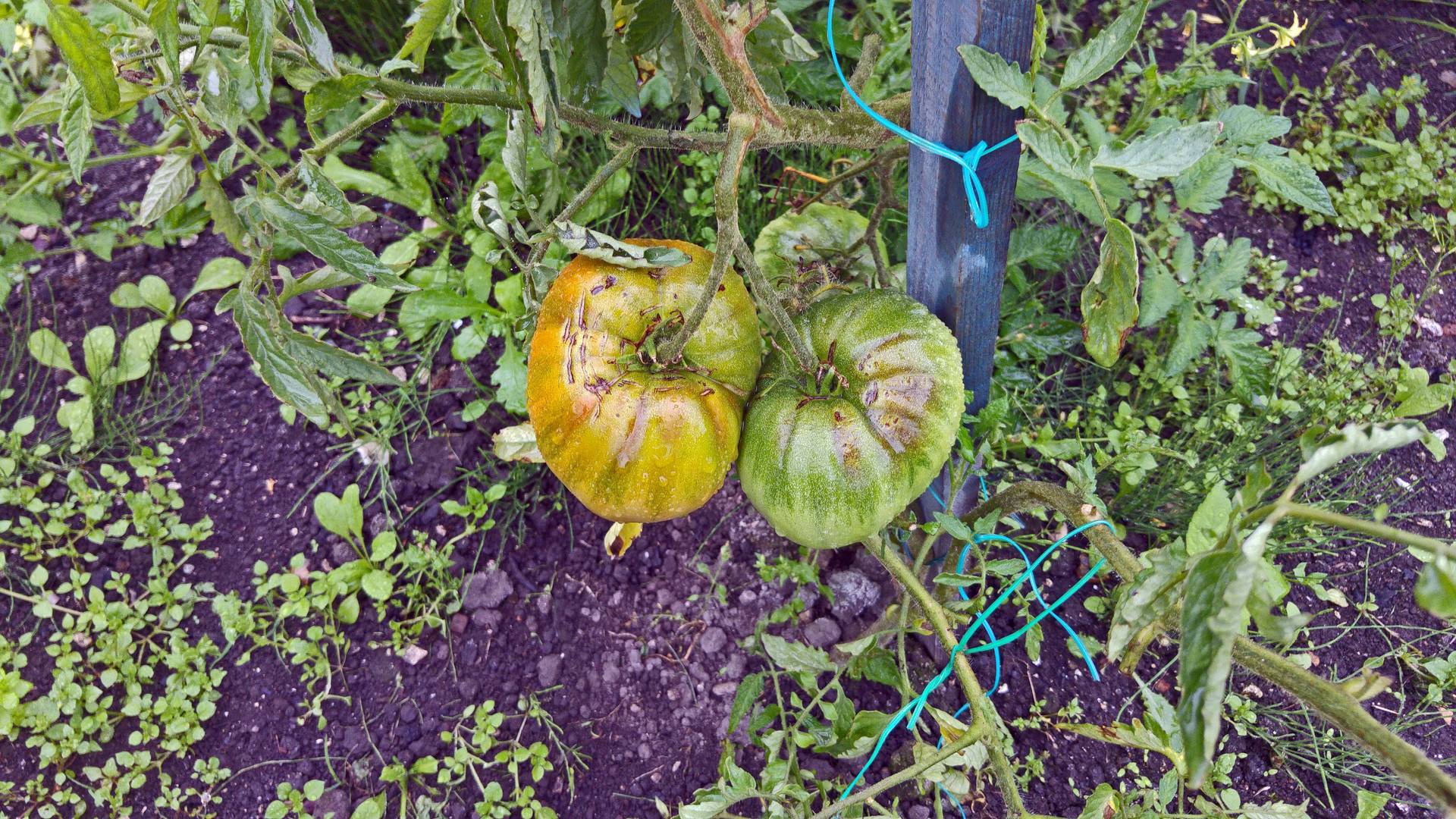 les tomates verte (hortillons d'amiens ,jardin de mon oncle!) 