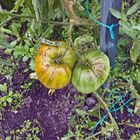 les tomates verte (hortillons d'amiens ,jardin de mon oncle!) 