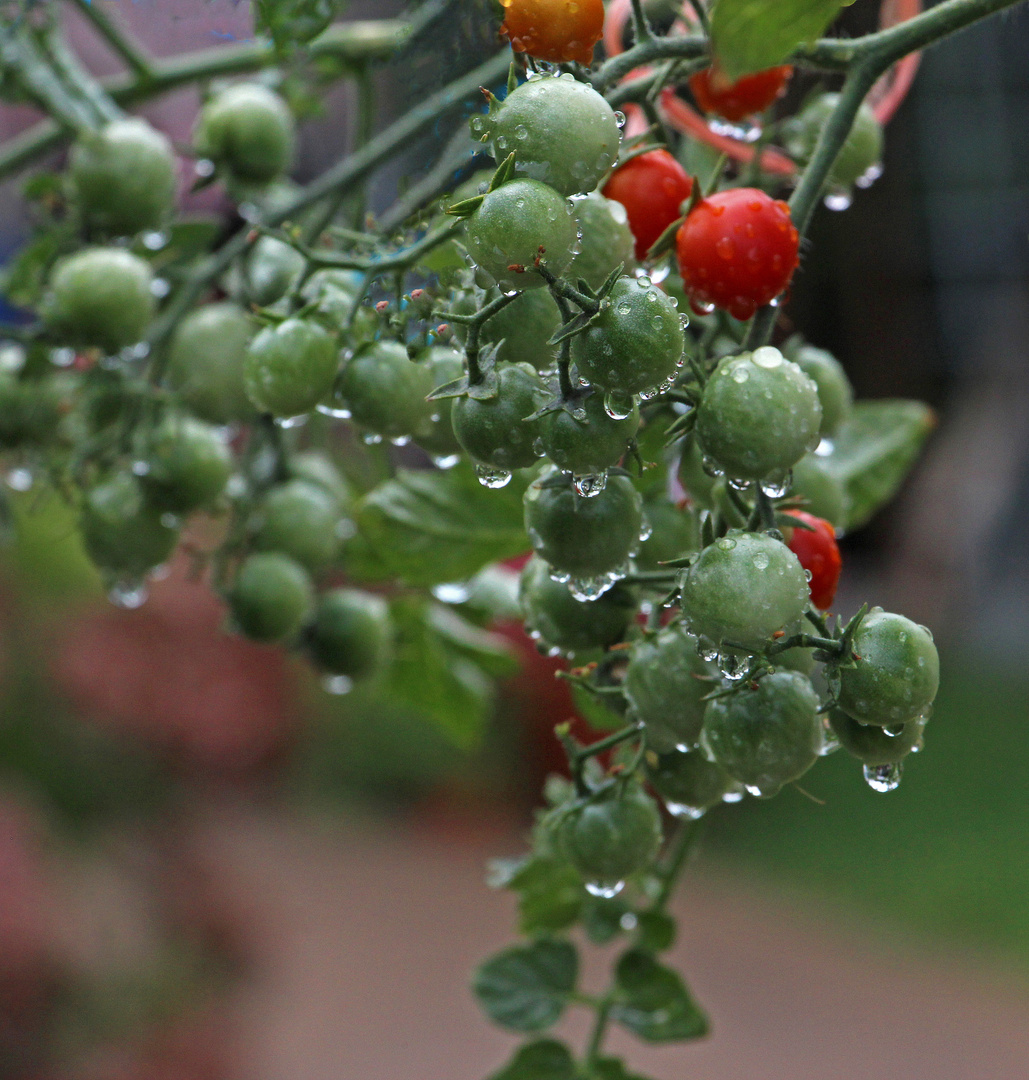 Les tomates vertes