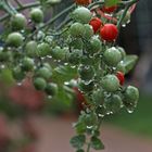 Les tomates vertes