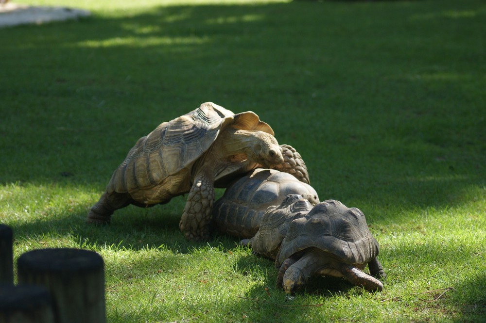 les tortues