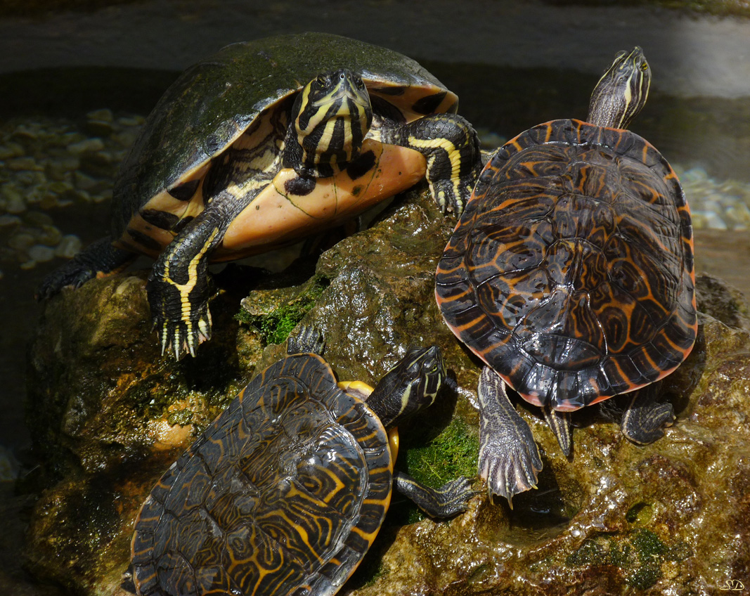 Les tortues de la Ca' Rezzonico.