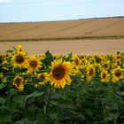 LES TOURNESOLS