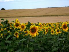 LES TOURNESOLS