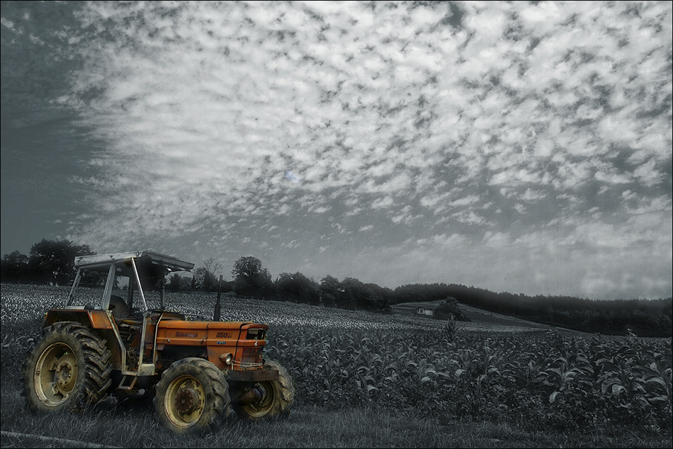 Les tournesols