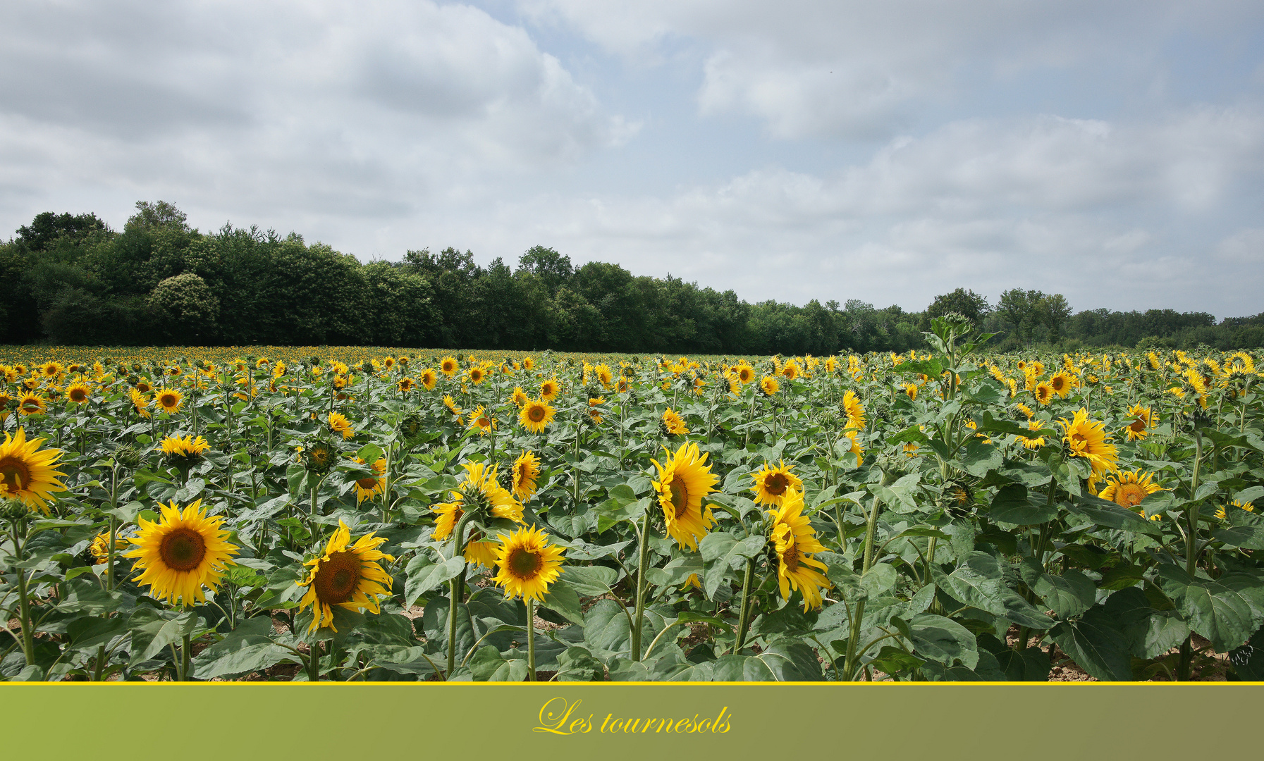 Les Tournesols