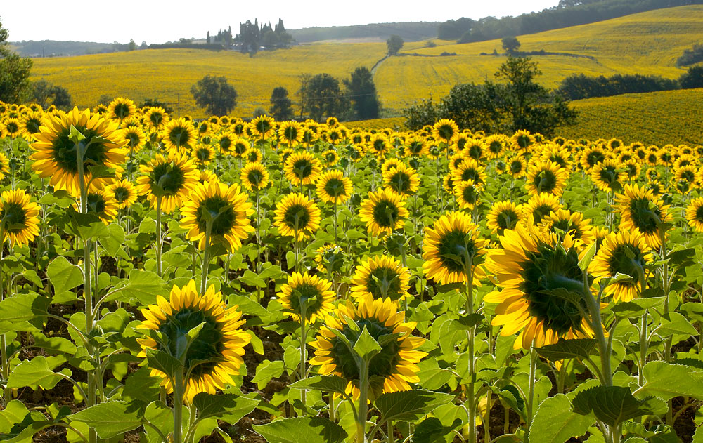 Les Tournesols