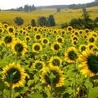 Les Tournesols