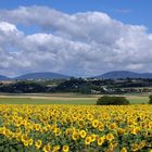 Les tournesols