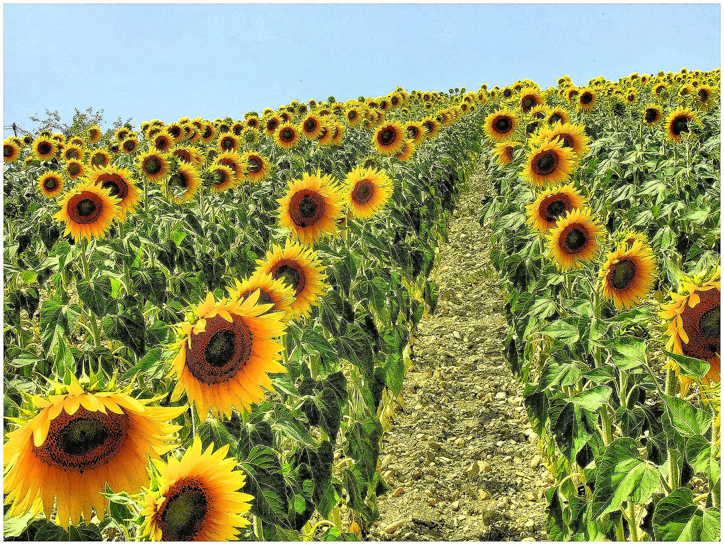 Les tournesols