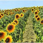 Les tournesols