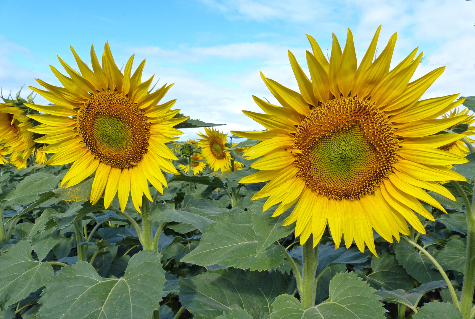 Tournesols Orford Les tournesols... photo et image | nature, fleurs, été Images fotocommunity