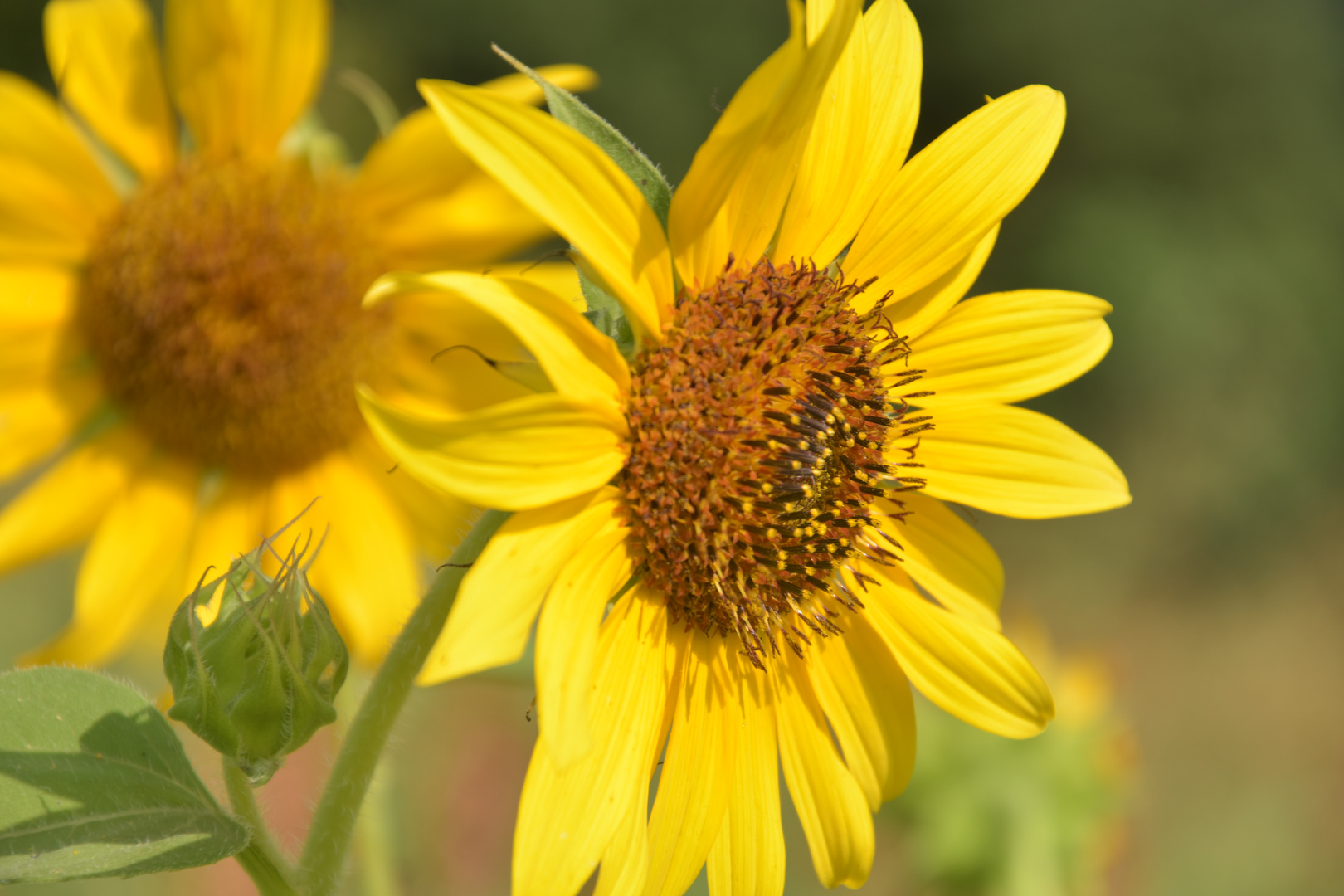 Les tournesols 