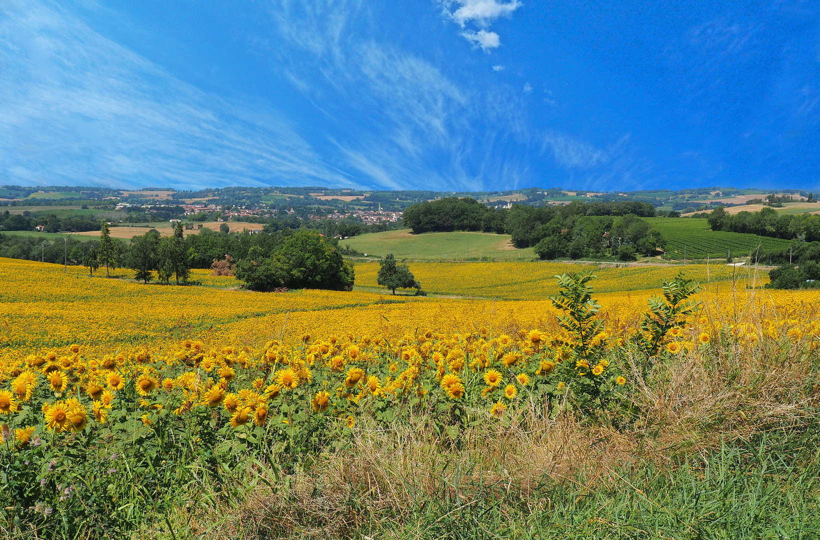 Les tournesols de la Ténarèze en juillet