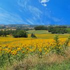 Les tournesols de la Ténarèze en juillet