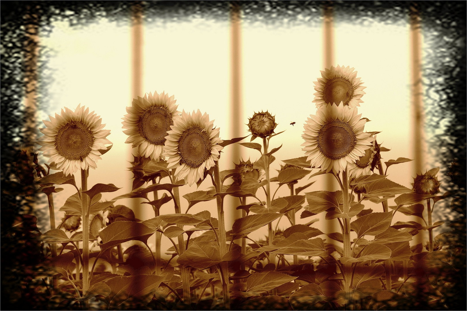 Les tournesols de Valeuil 