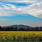 les tournesols désorientés....