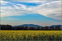 les tournesols désorientés....