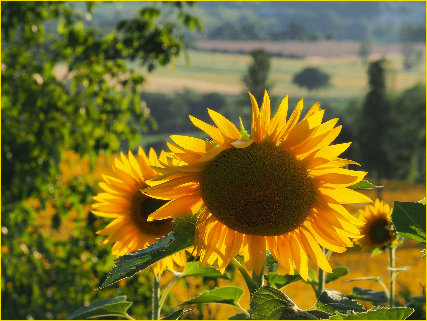 Les tournesols du Gers