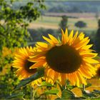 Les tournesols du Gers