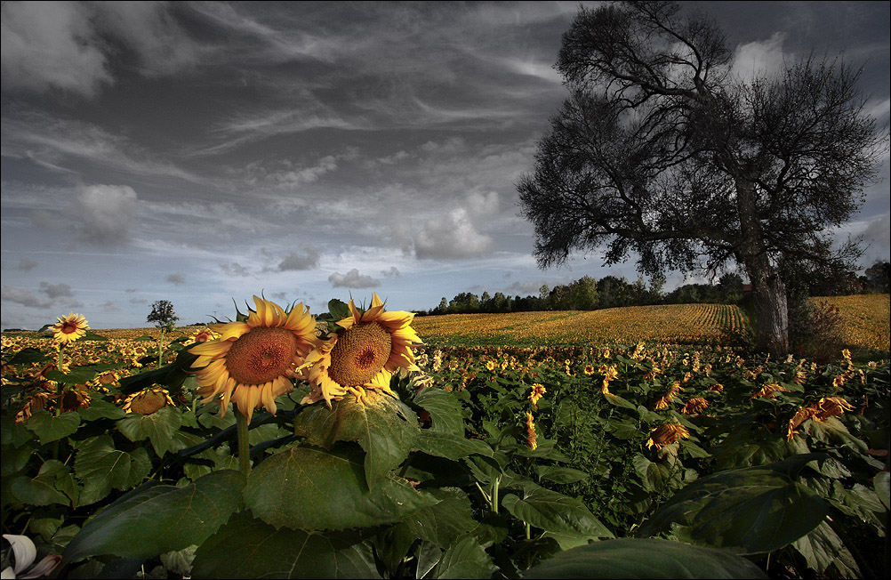 Les tournesols