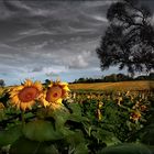 Les tournesols