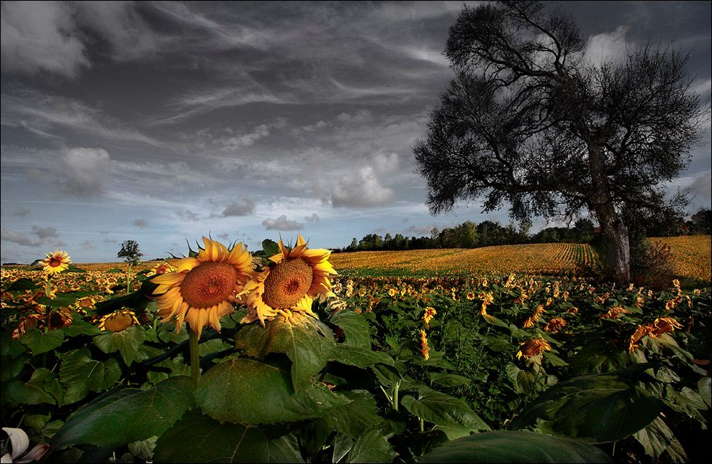 Les tournesols