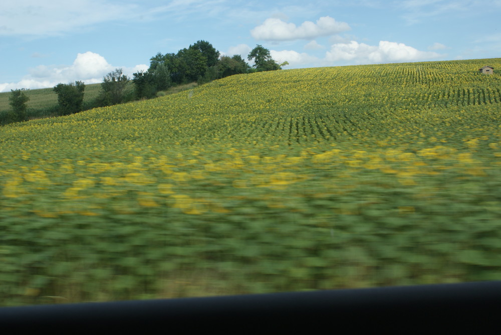 les tournesols