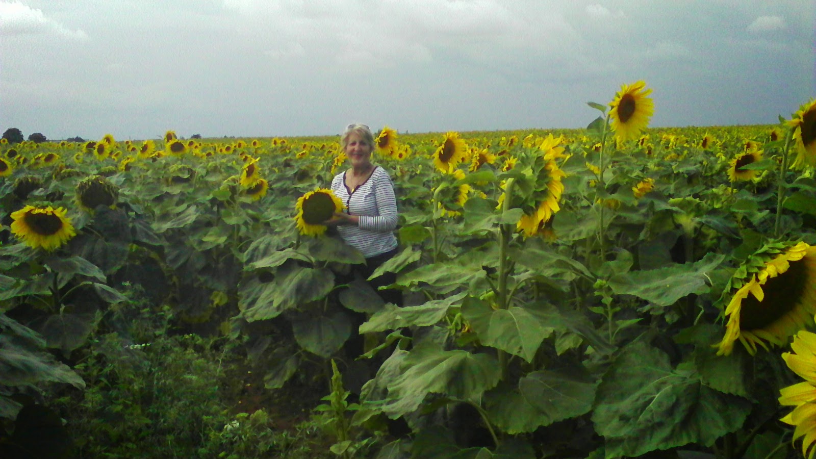 les tournesols gardons cette belle nature!!!!!