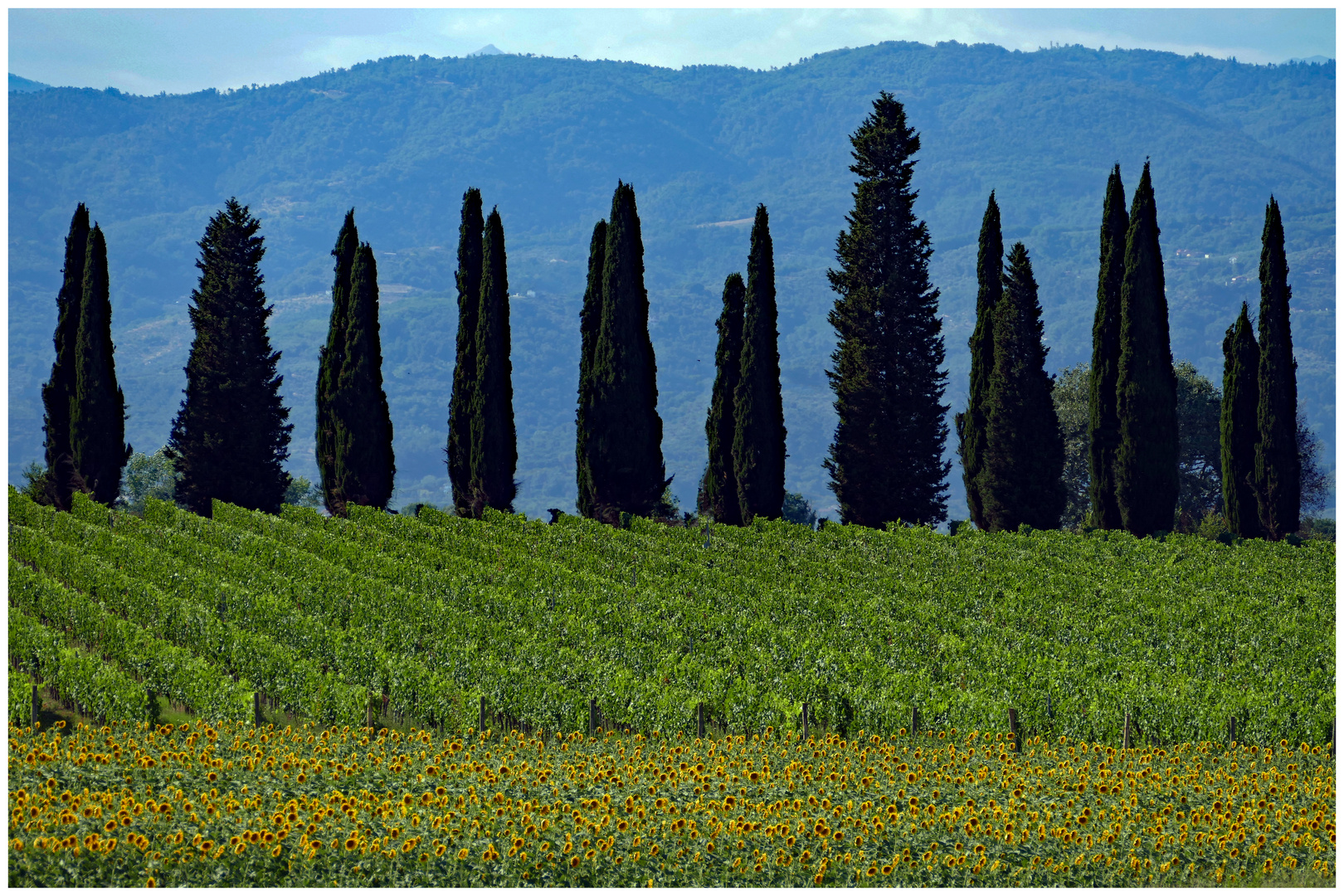 les tournesols ,la vigne et les cyprès...