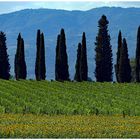 les tournesols ,la vigne et les cyprès...