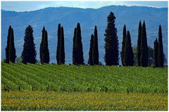 les tournesols ,la vigne et les cyprès...