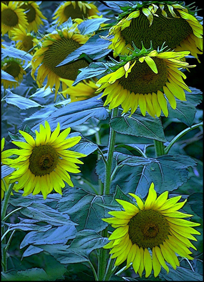 Les Tournesols Marly LES TOURNESOLS MALAUCENE N°1 PHOTO DE BASE RECADREE ORIGINAL JPEG photo