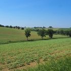 Les tournesols poussent…. !