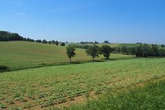 Les tournesols poussent…. !