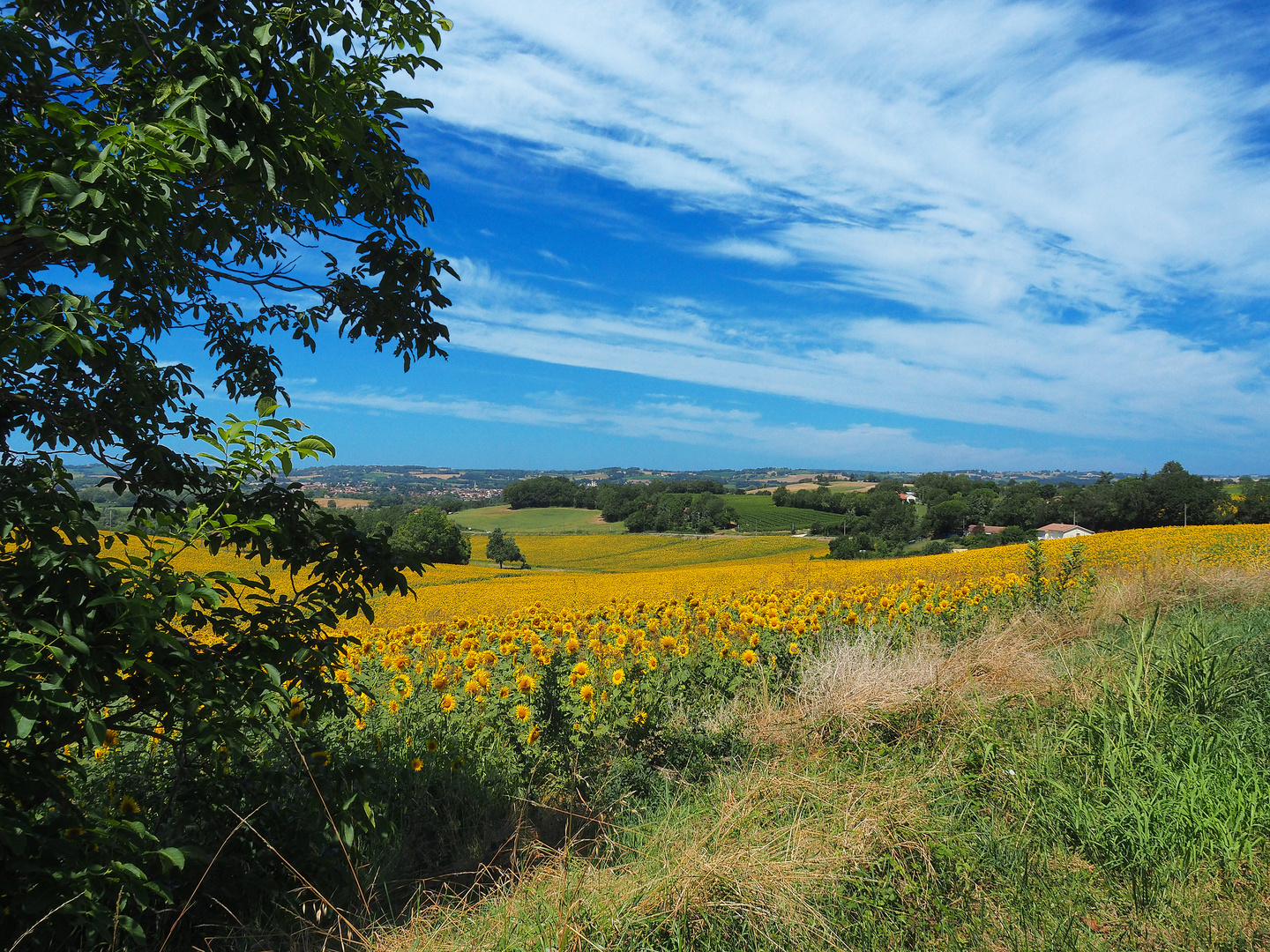 Les tournesols près de chez moi