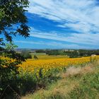 Les tournesols près de chez moi