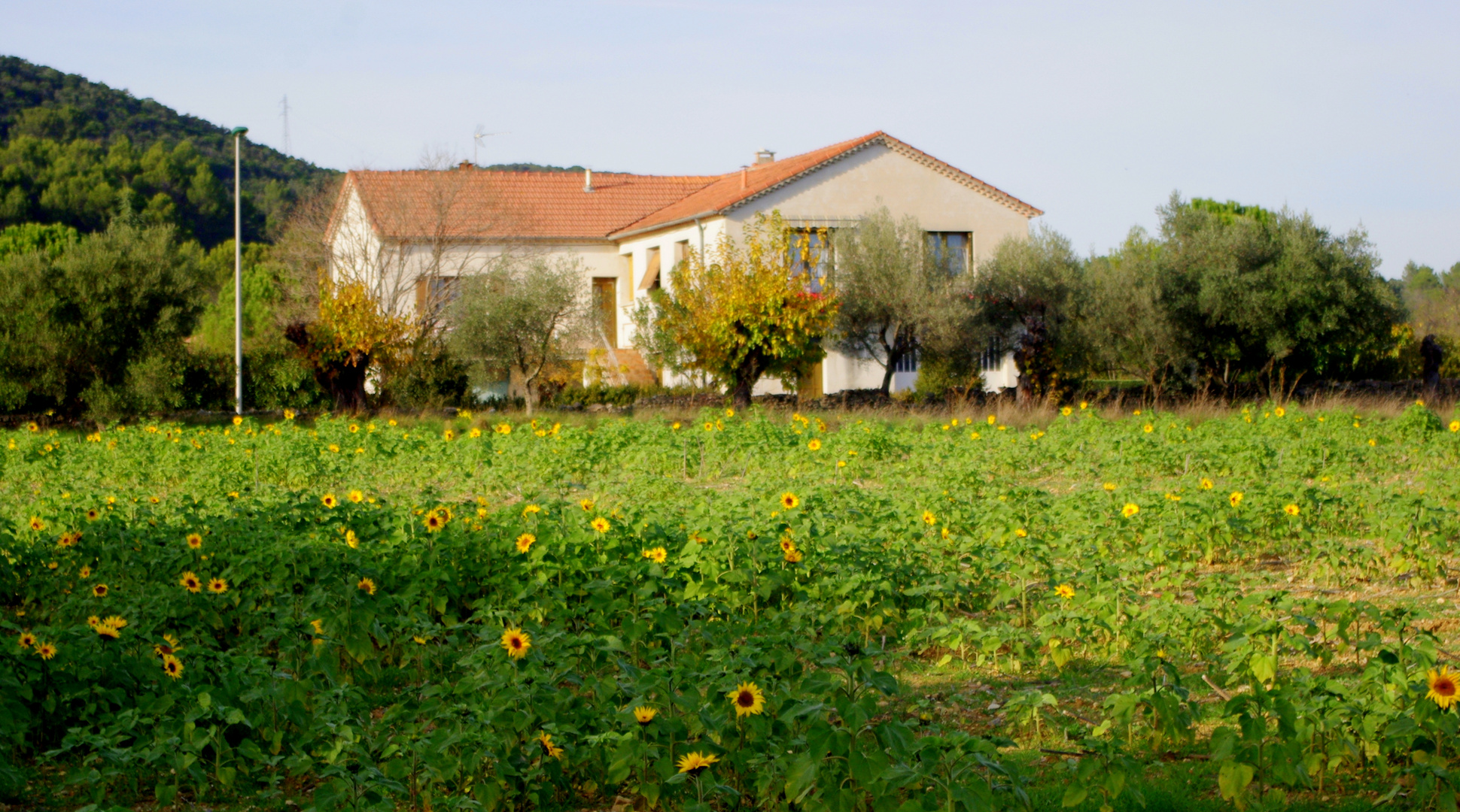 les tournesols sont de retour !