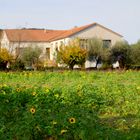 les tournesols sont de retour !