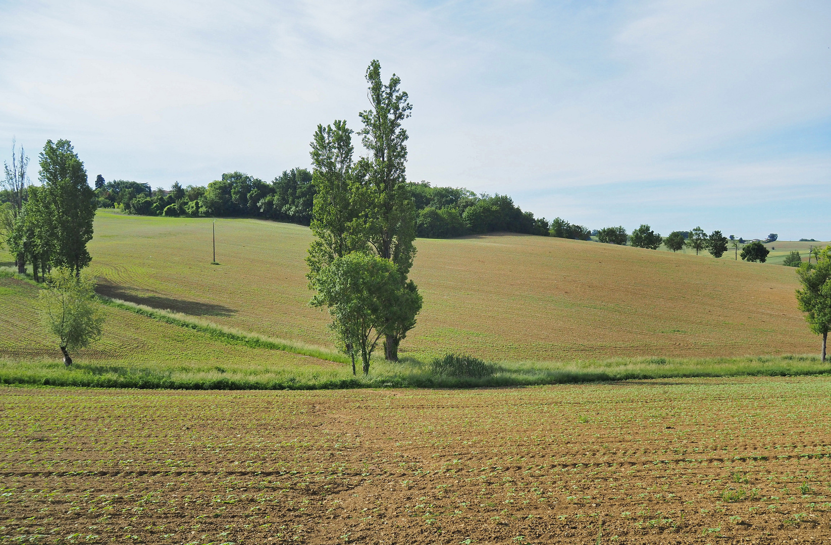 Les tournesols sortent de terre….