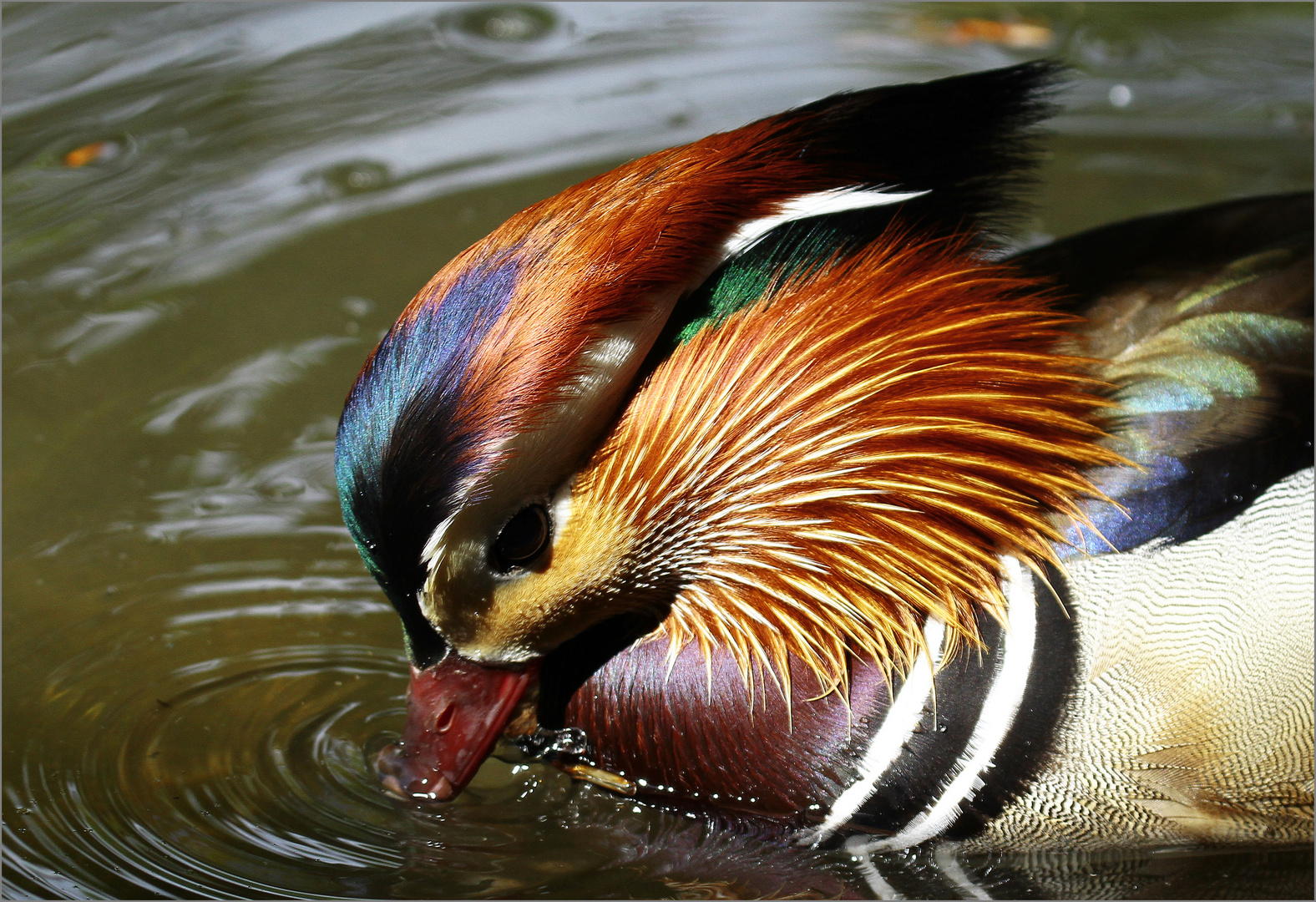 Les tribulations du mandarin