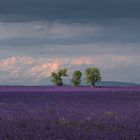 Les trois arbres