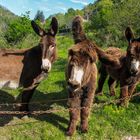 les trois baudets