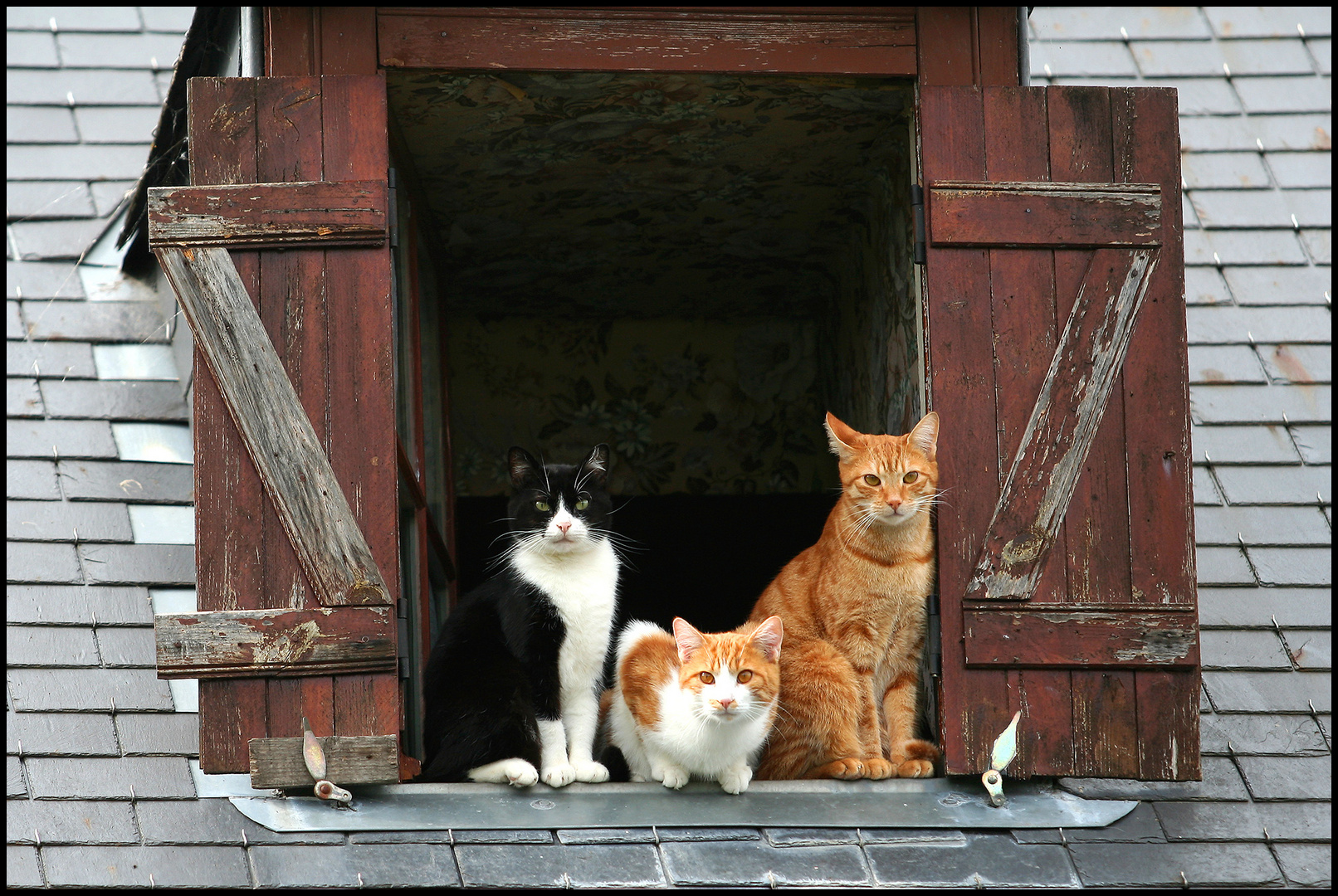 Les trois chats