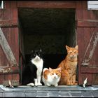 Les trois chats