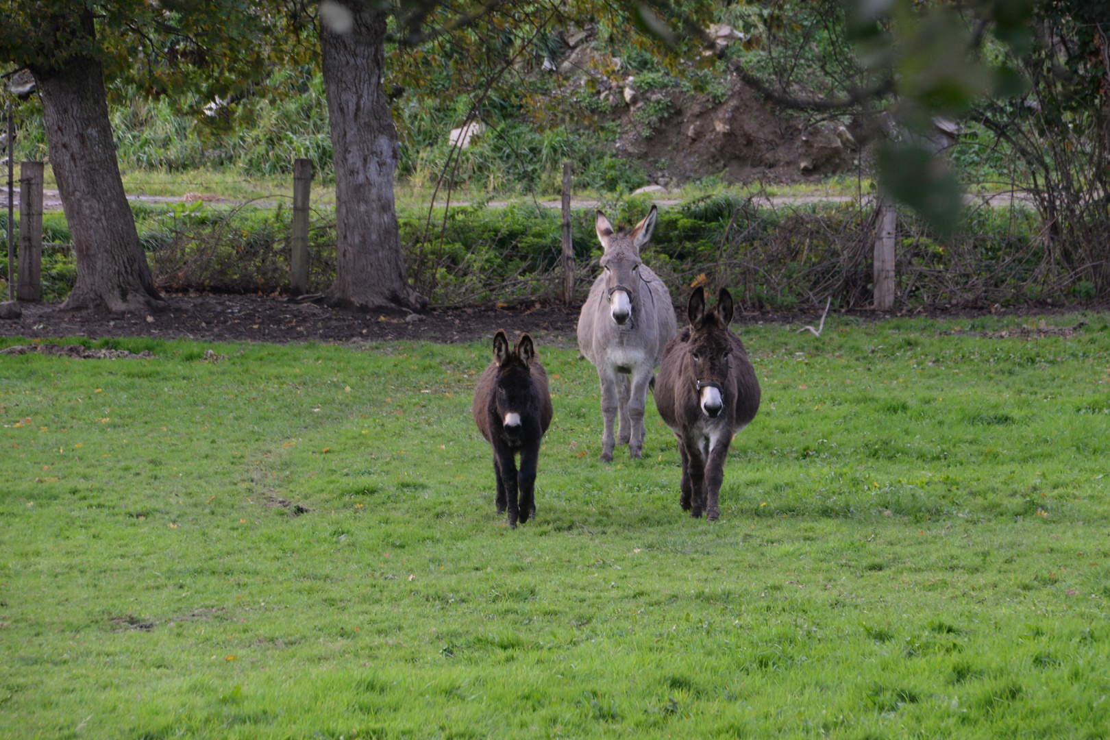 Les trois copains