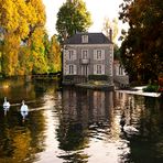 Les trois cygnes en automne 